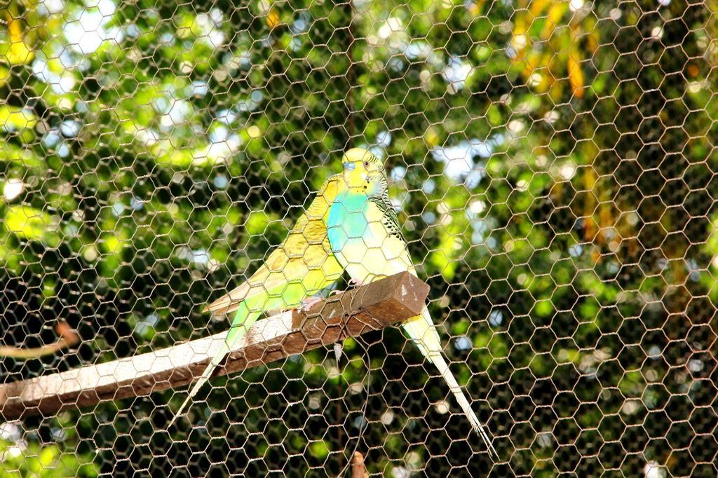 Pousada Tia Nena Olímpia Esterno foto